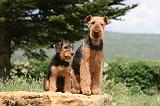 AIREDALE TERRIER 305